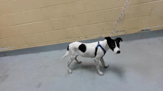 A baby small-sized male Rat Terrier dog named Scooby for adoption in Tulsa, OK