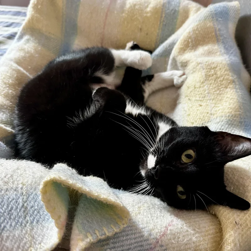 Shamrock thumbnail 3