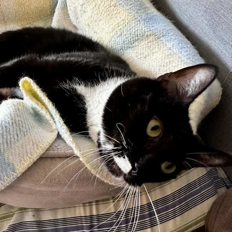 Shamrock thumbnail 4