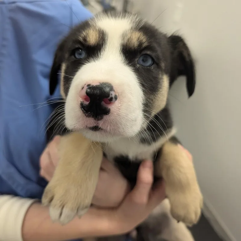 A baby small-sized female Black Husky dog named Violet for adoption in Winston Salem, NC