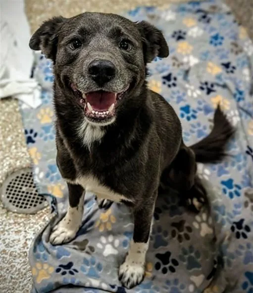 An adult medium-sized male Labrador Retriever dog named Albany for adoption in Clyde, NC