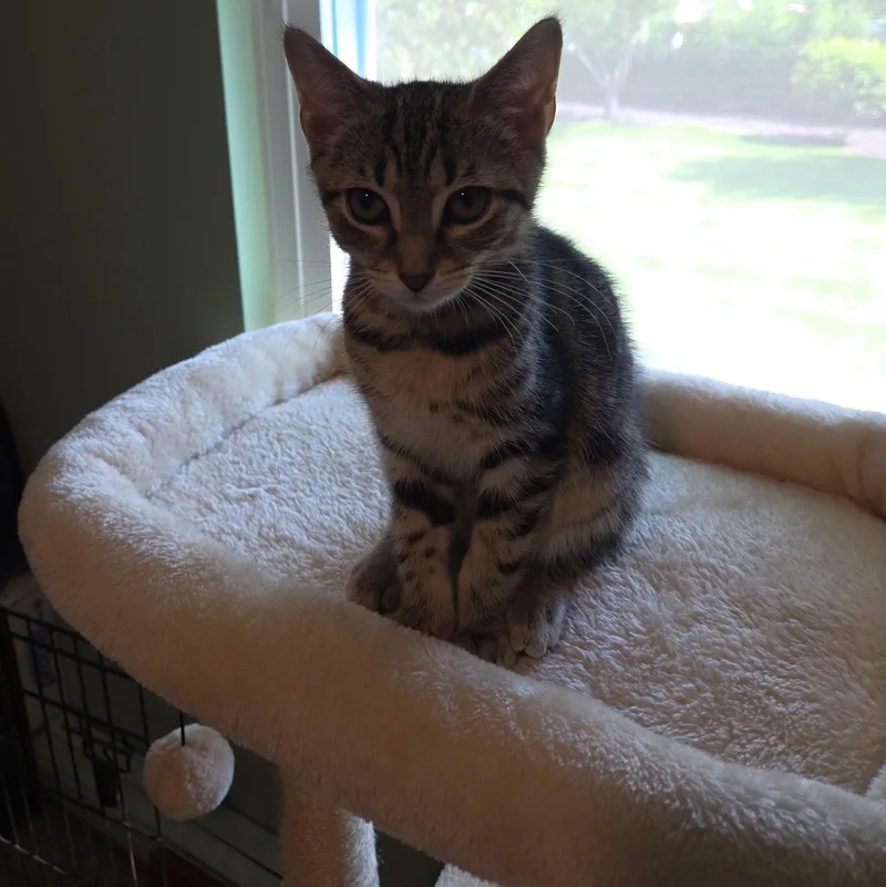 A baby medium-sized female Tabby (Brown / Chocolate) Domestic Short Hair cat named Honey for adoption in Moriches, NY