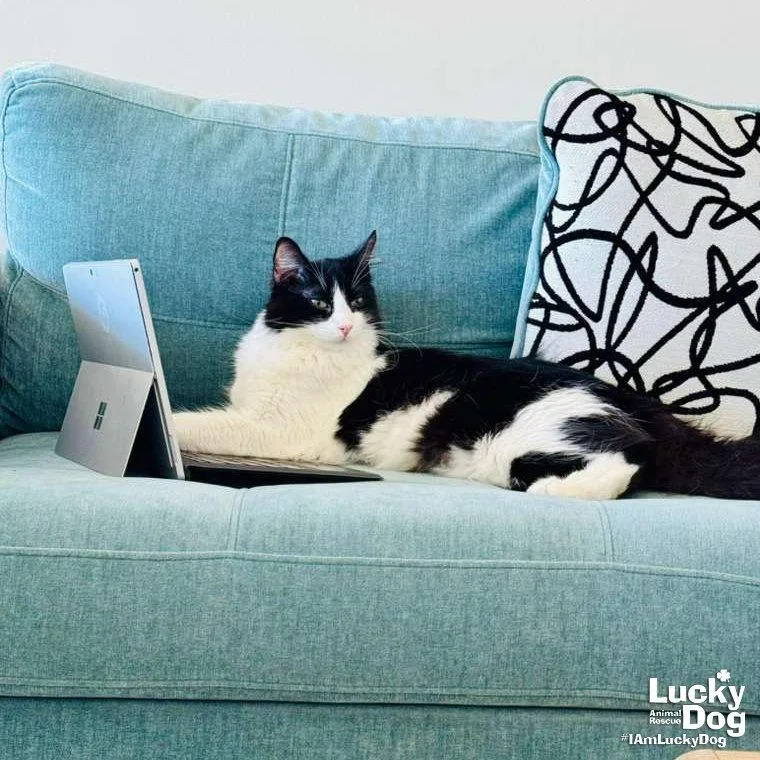 Lil Lucky Bat thumbnail 2