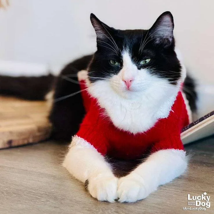 Lil Lucky Bat thumbnail 3