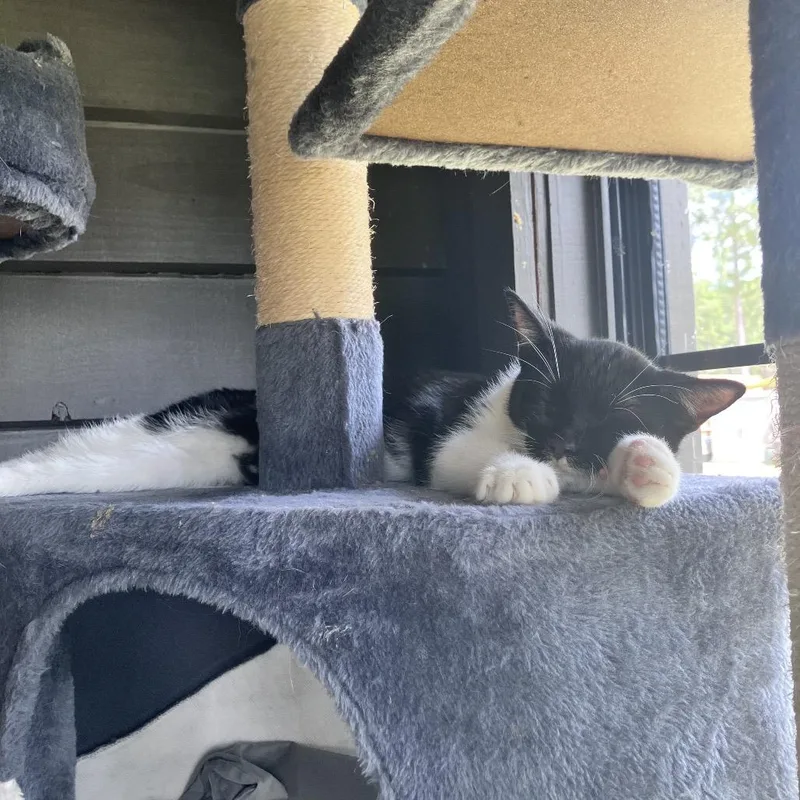 A baby small-sized female Black American Shorthair cat named Abby for adoption in Freeport, FL