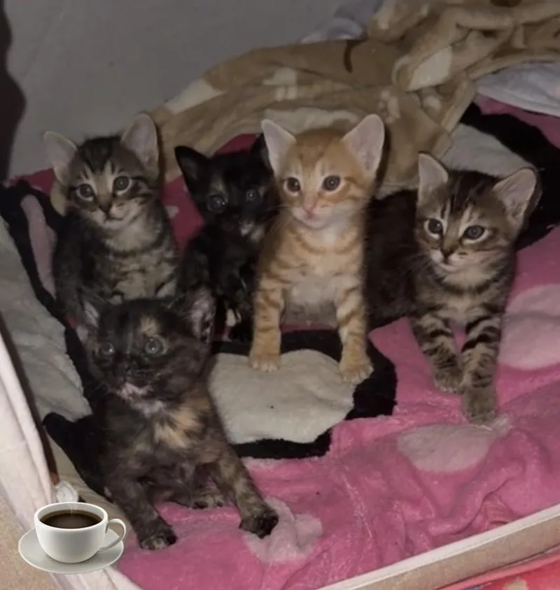 A baby medium-sized female Torbie Domestic Short Hair cat named Chai for adoption in Selma, TX