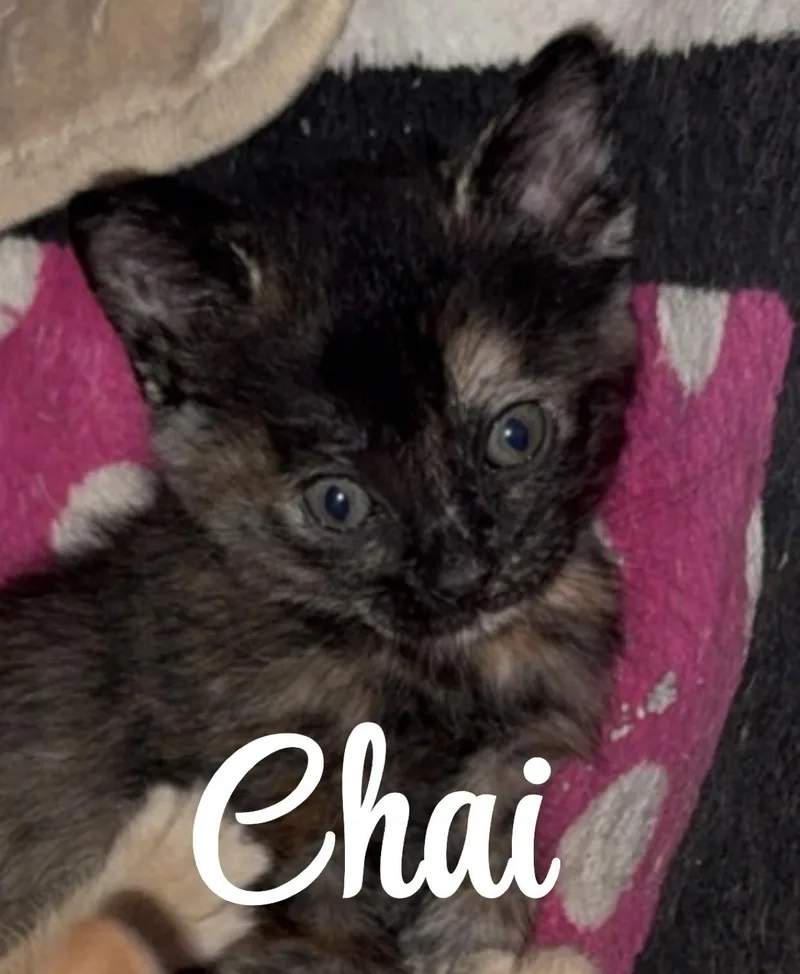 Chai thumbnail 3