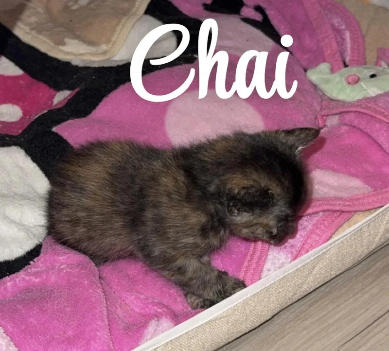 Chai thumbnail 4