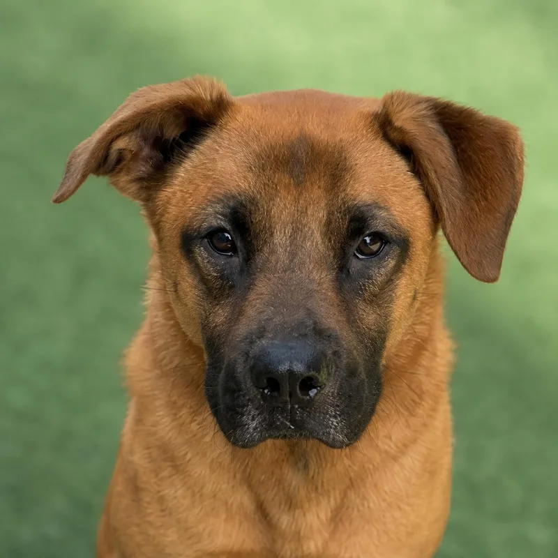 An adult medium-sized male Black Mouth Cur dog named Ralph PB for adoption in Schertz, TX