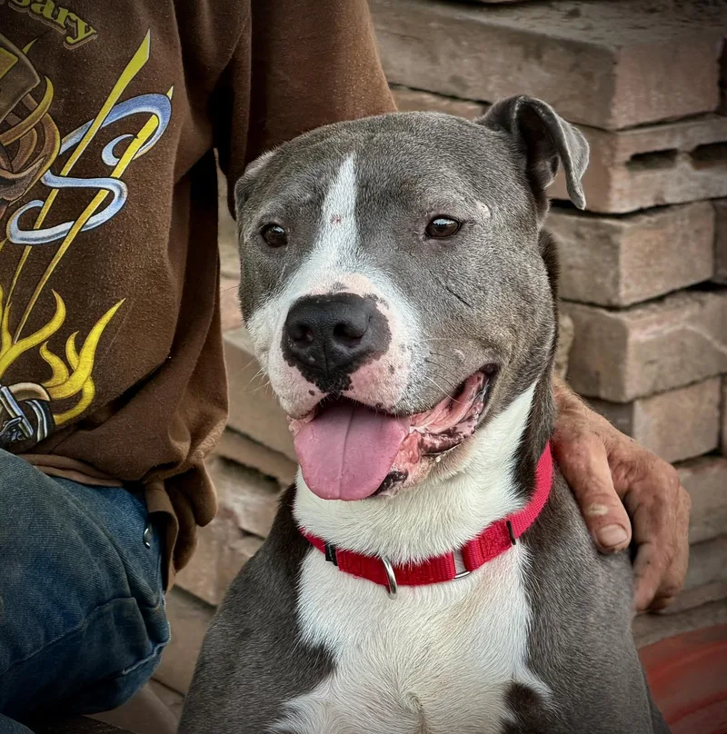 An adult medium-sized male American Staffordshire Terrier dog named Peter for adoption in San Francisco, CA