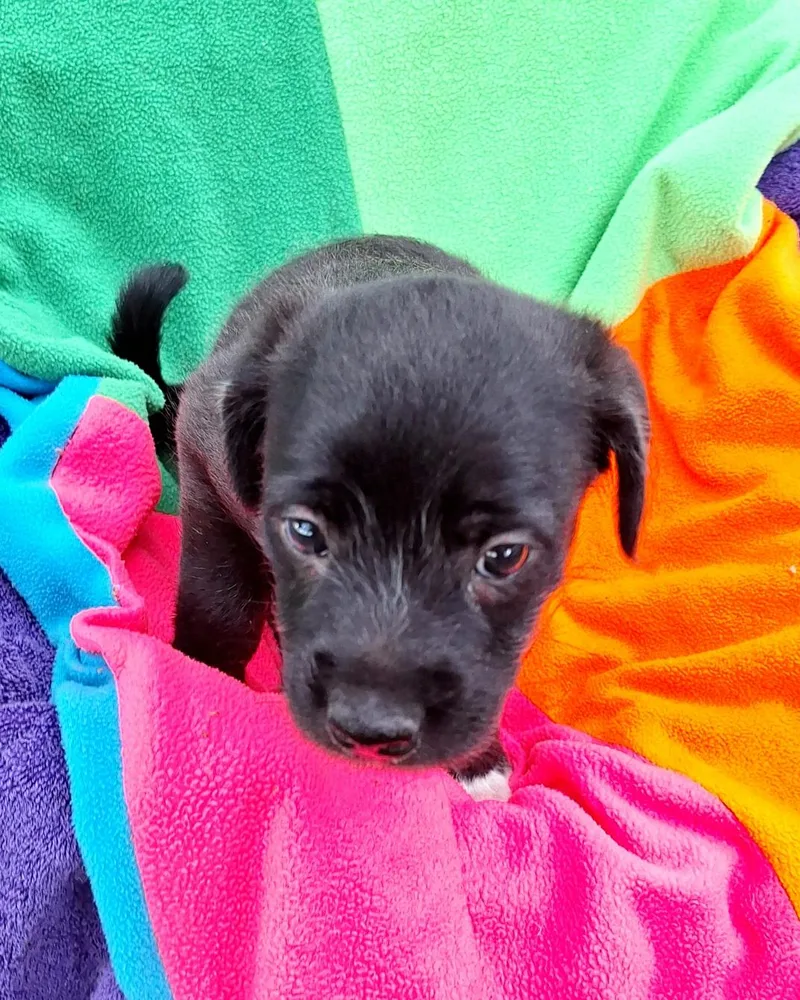 A baby medium-sized male Black French Bulldog dog named Galveno BRT for adoption in Missouri City, TX