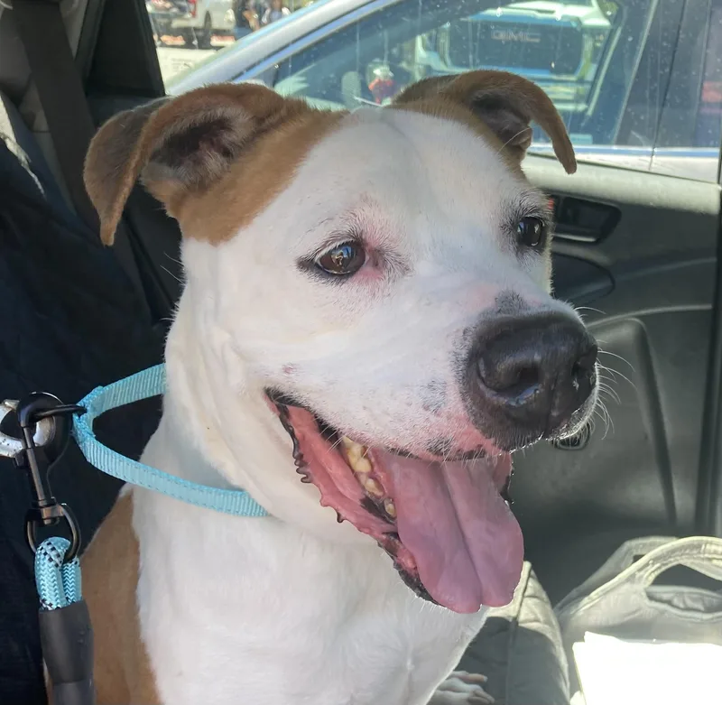 An adult medium-sized female Bicolor Pit Bull Terrier dog named Bella for adoption in Pittsburg, CA