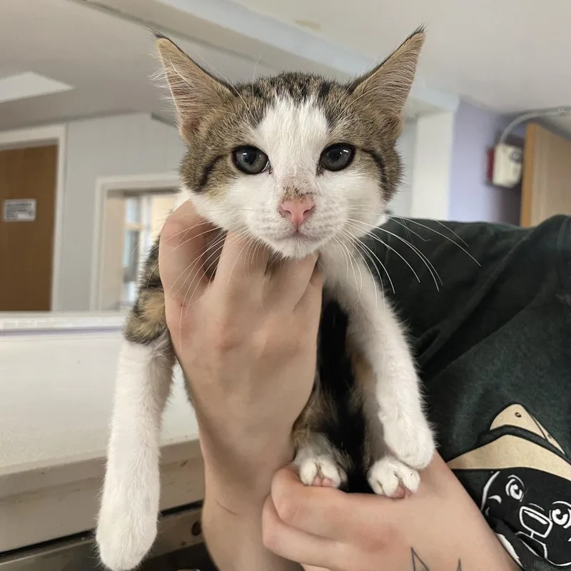 A baby small-sized female Brown / Chocolate Domestic Short Hair cat named Hawk for adoption in Madison, WI