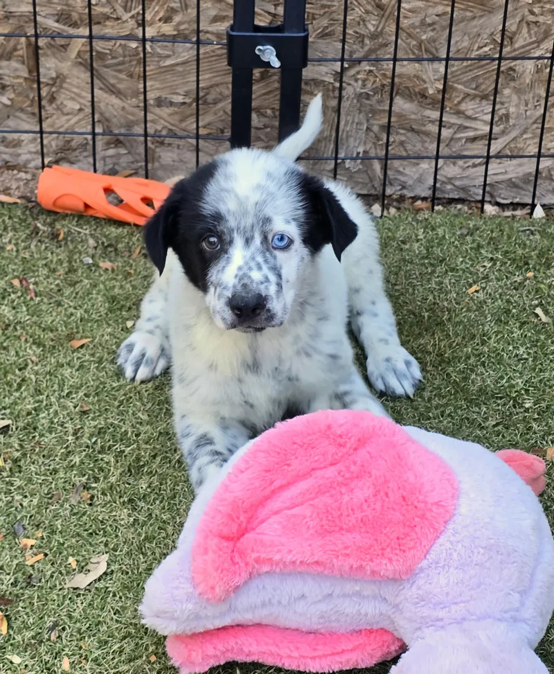A baby medium-sized male Australian Cattle Dog / Blue Heeler dog named Cobalt for adoption in Apache Junction, AZ