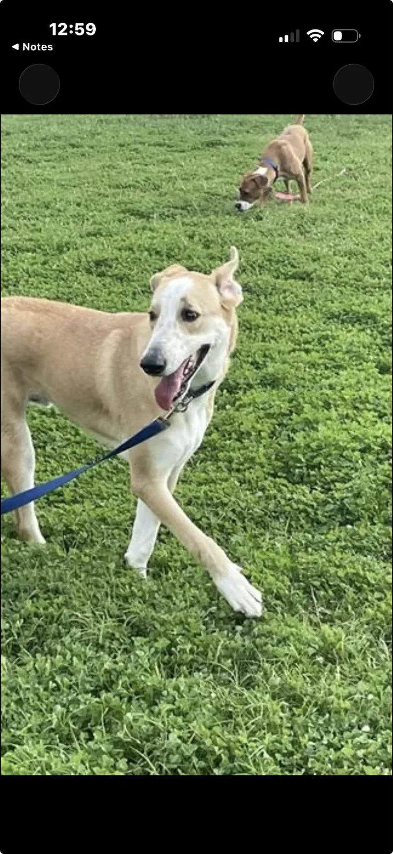 Chewbacca thumbnail 2