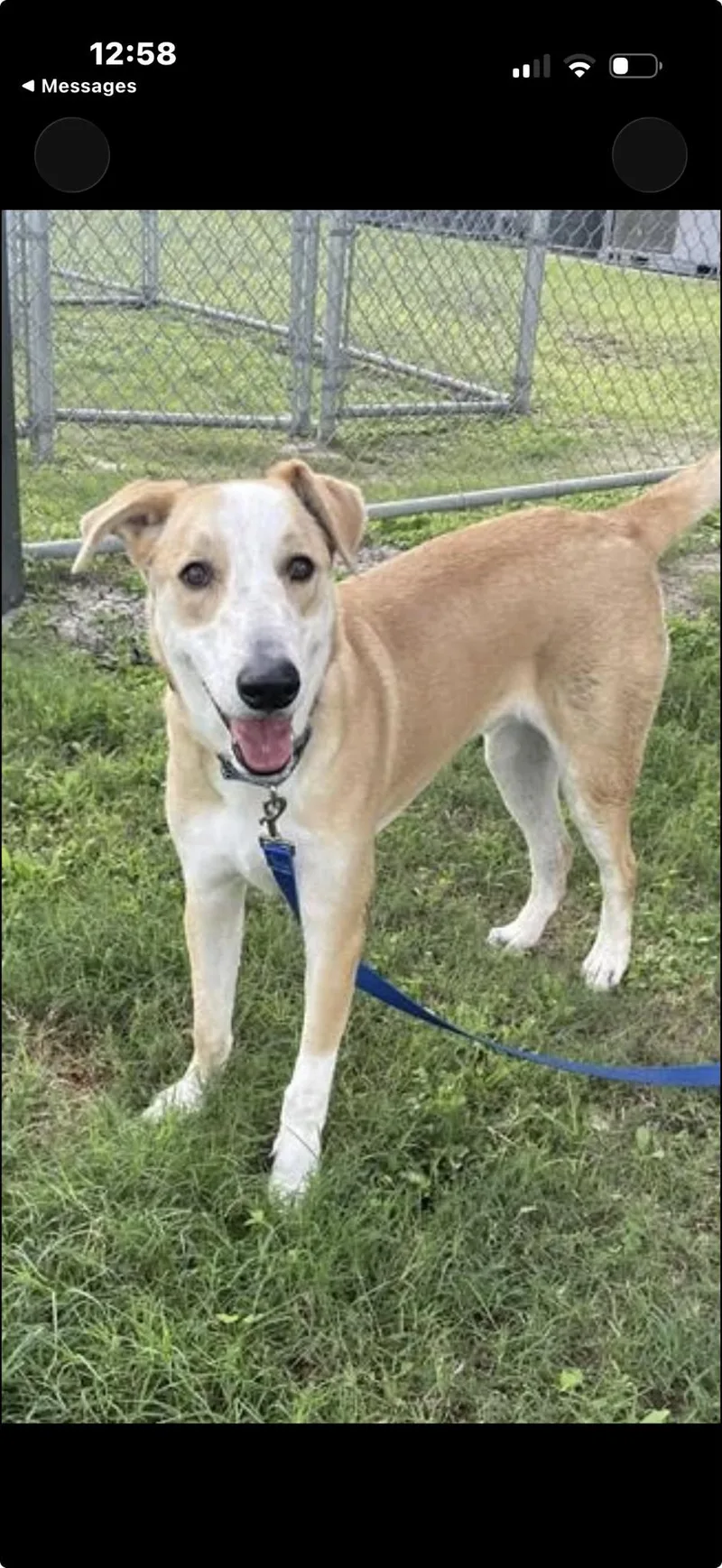 Chewbacca thumbnail 3