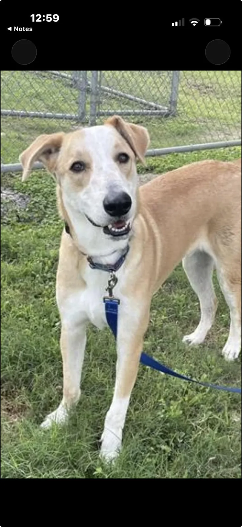 Chewbacca thumbnail 4