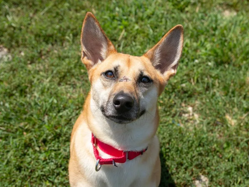 A young medium-sized female Shepherd dog named Felicity for adoption in Lansing, KS