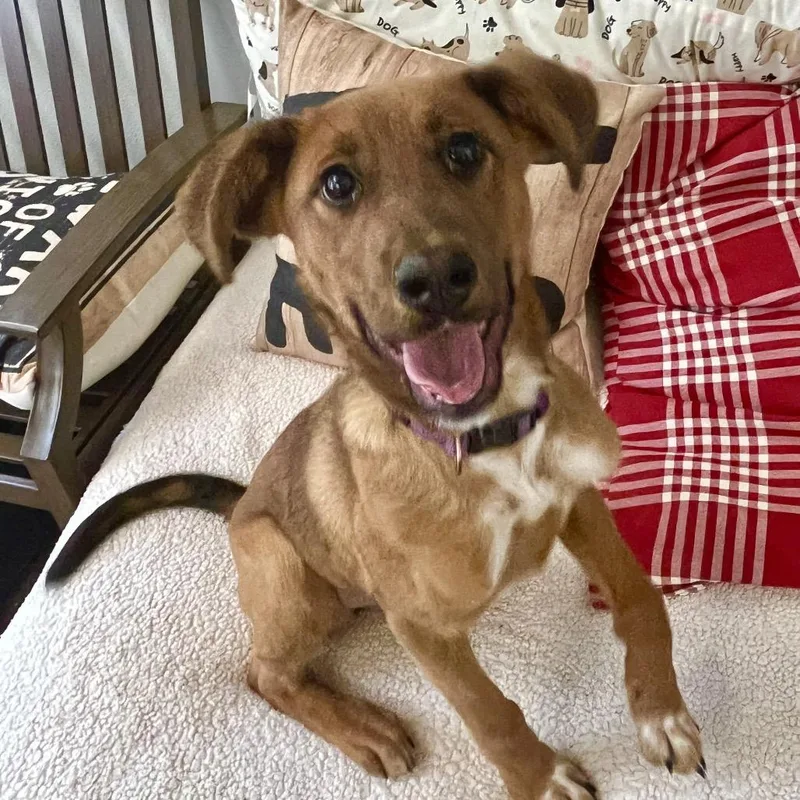 A baby small-sized female Red / Chestnut / Orange Shepherd dog named Nala for adoption in Belleville, IL
