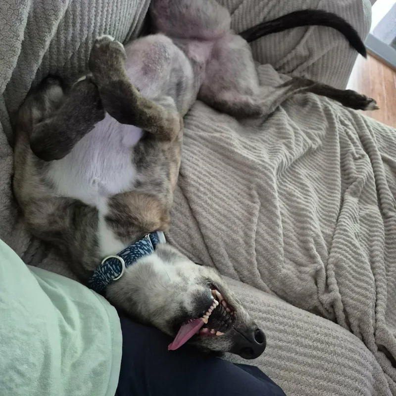 An adult large-sized female Brindle Greyhound dog named Joliet Bale for adoption in North Port, FL