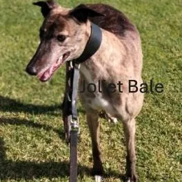 Joliet Bale thumbnail 5