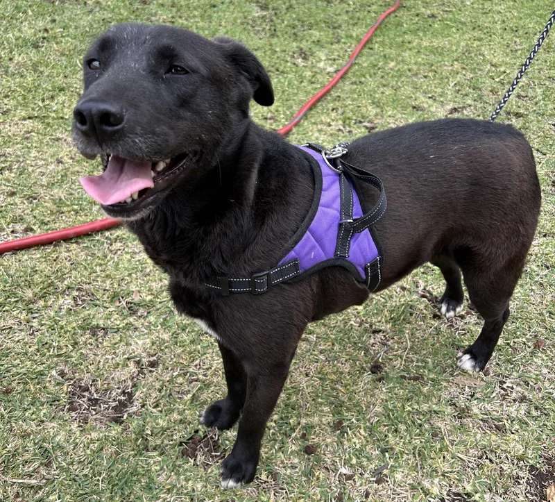 A young medium-sized female Black Labrador Retriever dog named Elsa for adoption in Bell Gardens, CA