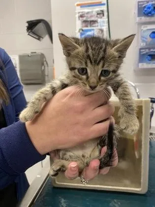 A baby small-sized male Domestic Short Hair cat named Yellow Band for adoption in Gastonia, NC