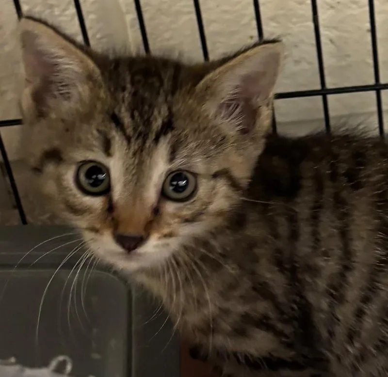 A baby small-sized female Domestic Short Hair cat named Muppet for adoption in Elizabethton, TN