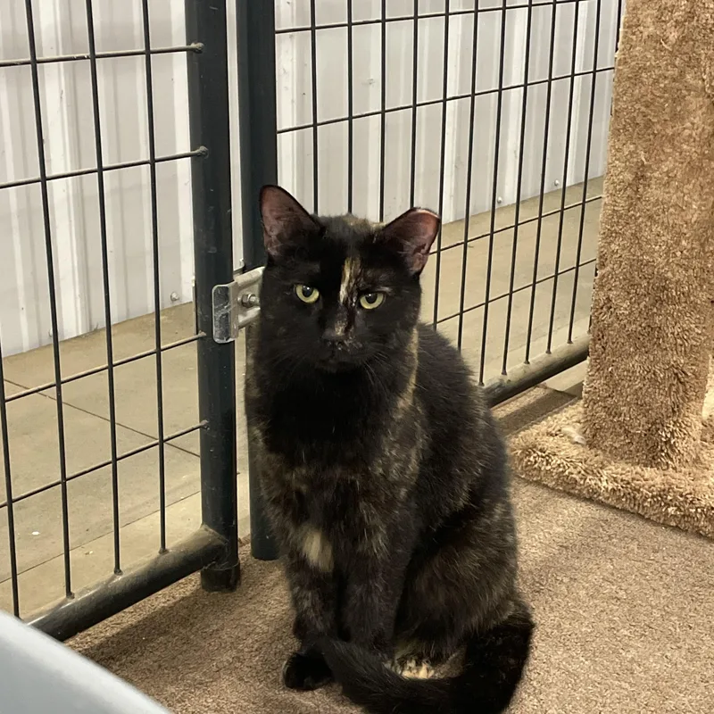 An adult medium-sized female Tortoiseshell cat named Tiger for adoption in Leesburg, VA