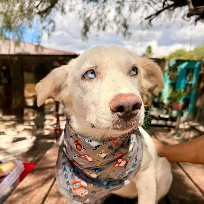 A baby medium-sized female Retriever dog named Bella for adoption in Gregory, TX