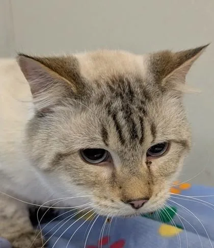 An adult small-sized male Siamese cat named Paprika for adoption in Taylorsville, NC