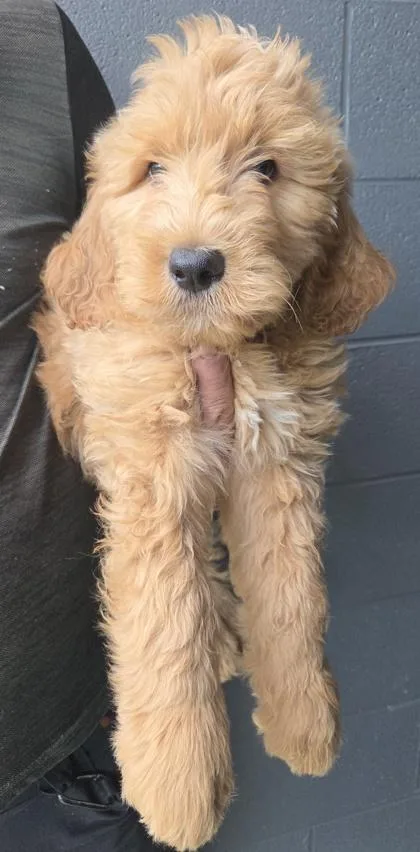 A baby large-sized male Golden Retriever dog named Toby for adoption in Malvern, PA