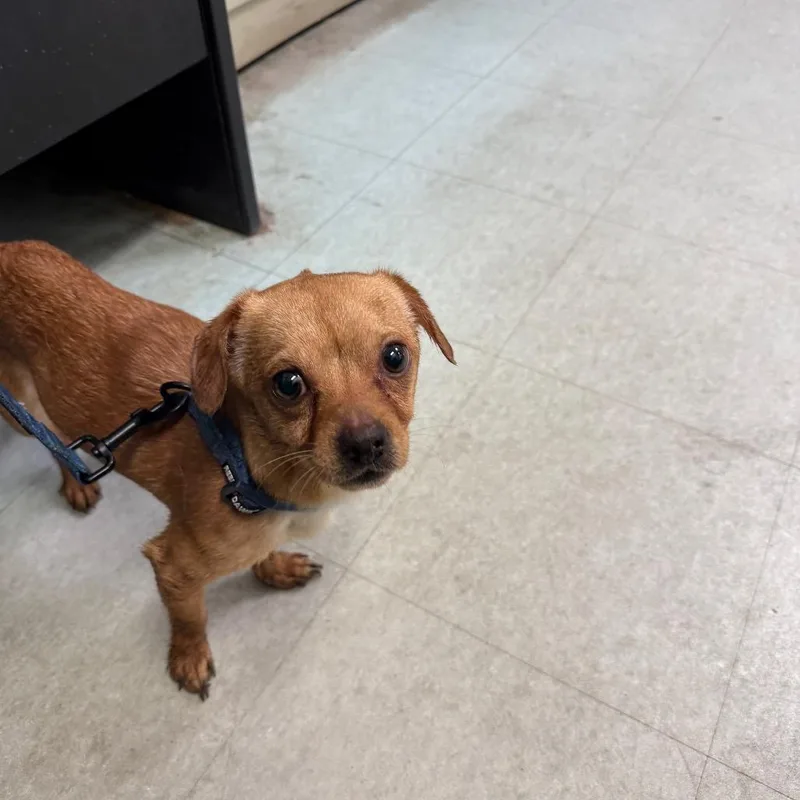 An adult small-sized male Brown / Chocolate Chihuahua dog named Stranger for adoption in West Chester, PA