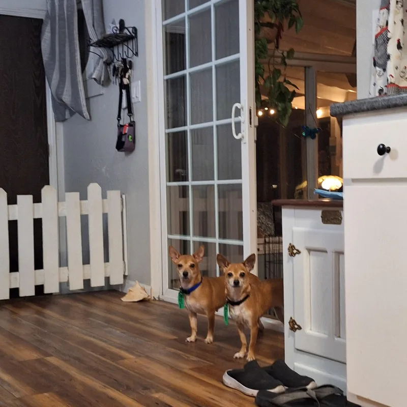 A young small-sized female Chihuahua dog named Lori for adoption in Windsor, CO