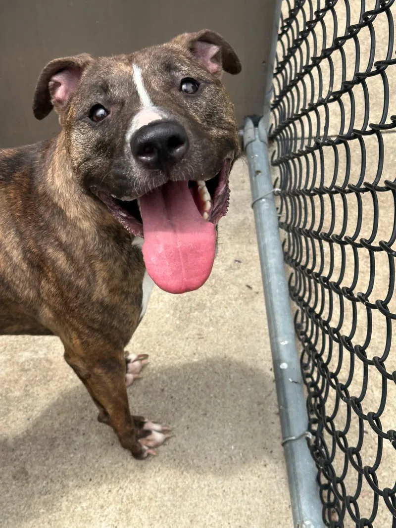 An adult medium-sized female Brindle Pit Bull Terrier dog named Sizzle for adoption in Chicago, IL