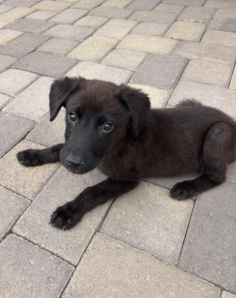 A baby medium-sized female Black Black Labrador Retriever dog named Linus for adoption in Phoenix, AZ