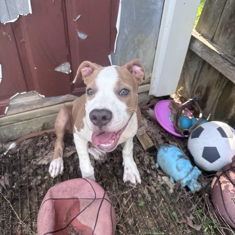 A baby medium-sized male White / Cream American Staffordshire Terrier dog named Arthur for adoption in Mount Vernon, IN