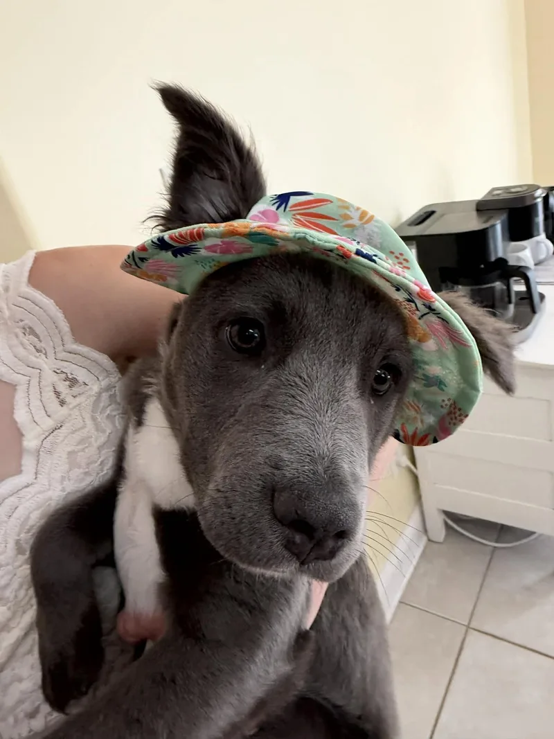 A baby medium-sized female Collie dog named Junie B for adoption in Southaven, MS