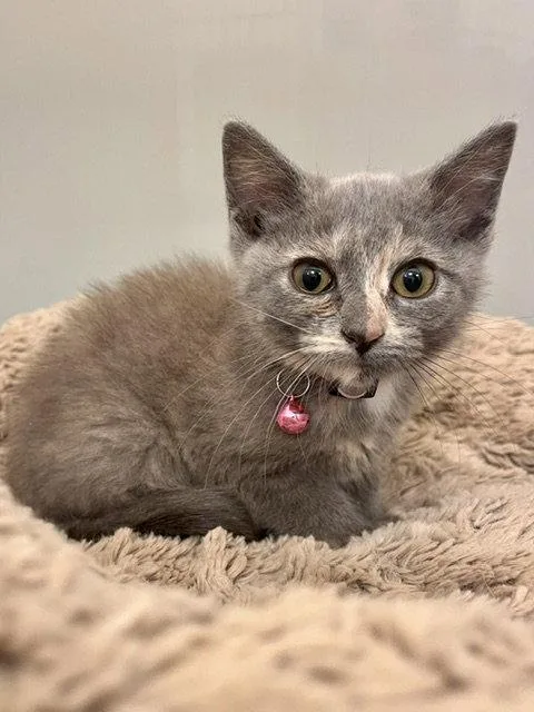 A baby small-sized female Domestic Short Hair cat named Cassie for adoption in Webster, WI