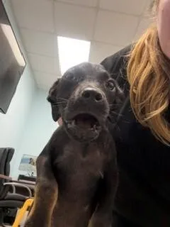 A young small-sized female Black Mixed Breed dog named Evana for adoption in Mobile, AL