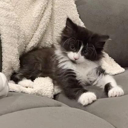 A baby small-sized male Domestic Long Hair cat named Ringo for adoption in Wheaton, IL