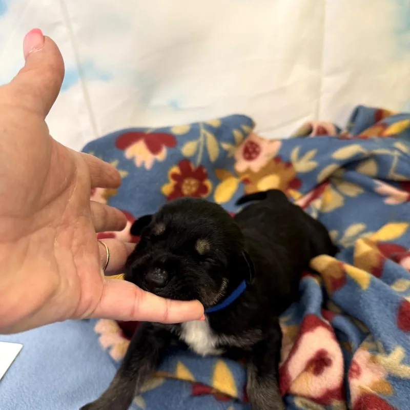 A baby medium-sized male Black Labrador Retriever dog named Guido for adoption in North Bend, OR