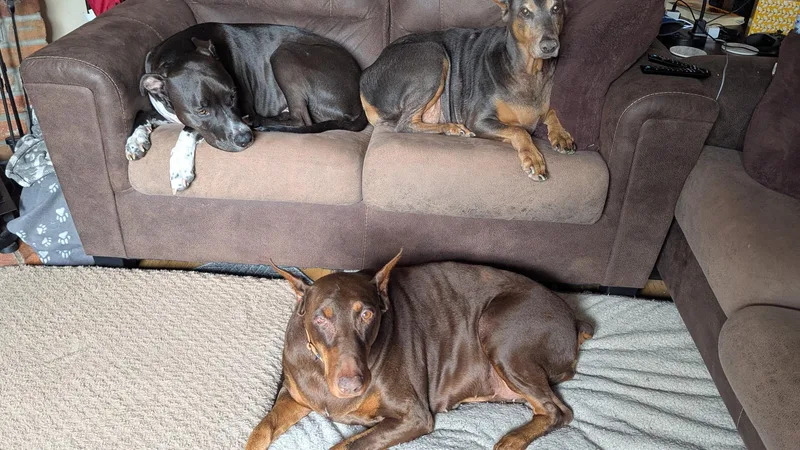 A senior large-sized female Doberman Pinscher dog named Scarlett for adoption in Evergreen, CO