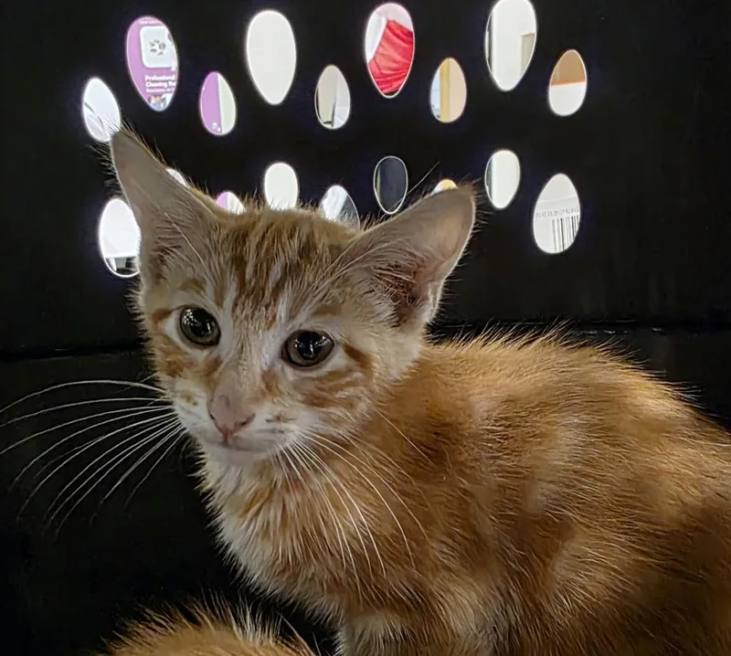A baby small-sized male Tabby (Orange / Red) Domestic Short Hair cat named Turkey for adoption in Metamora, IL