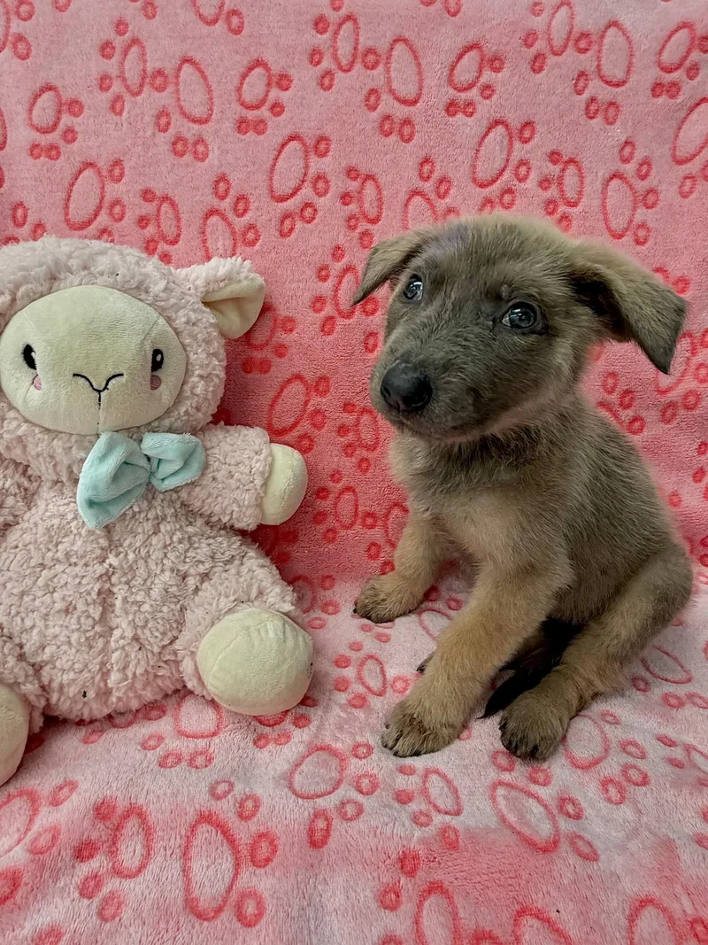 A young medium-sized female Brown / Chocolate Belgian Shepherd / Malinois dog named Lexapro for adoption in Miami, FL