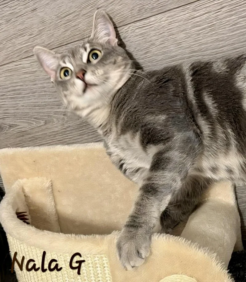 Nala G thumbnail 2