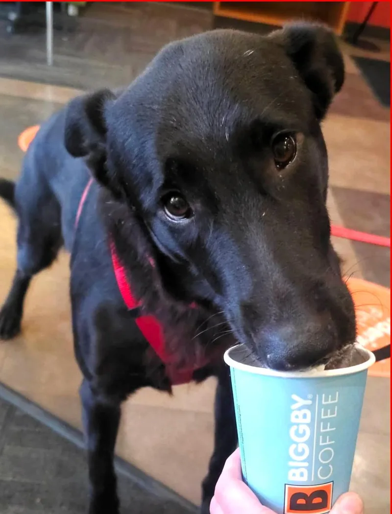 A young medium-sized male Labrador Retriever dog named Georgie for adoption in Paris, KY
