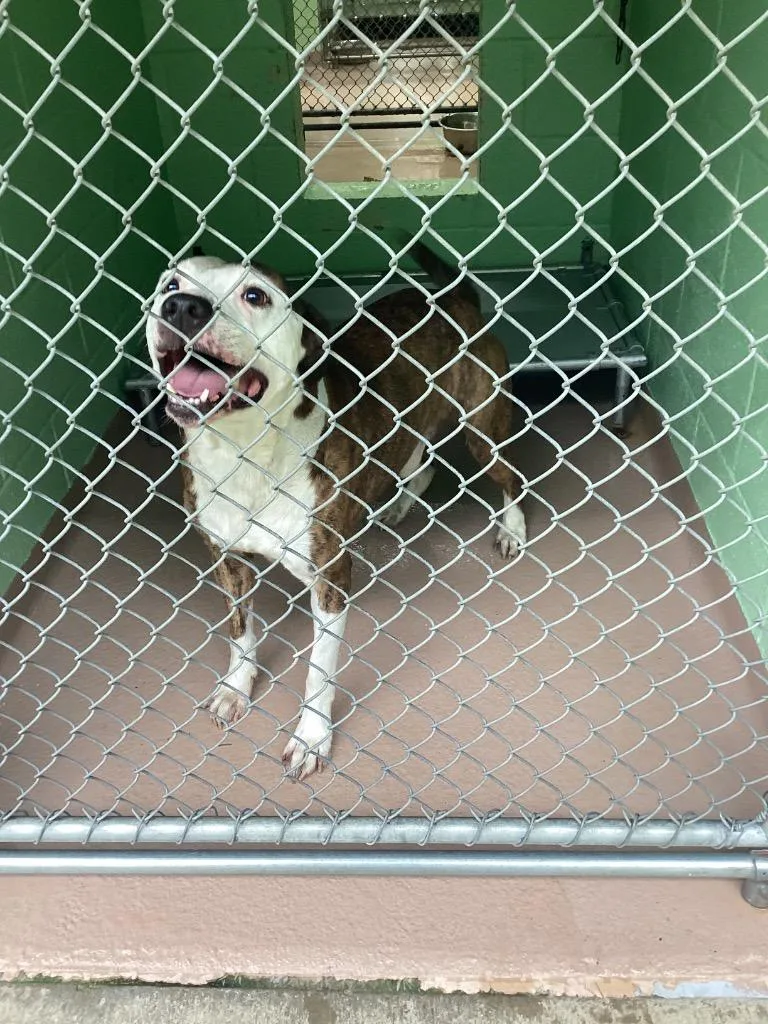 An adult large-sized male Pit Bull Terrier dog named Omega for adoption in Nacogdoches, TX