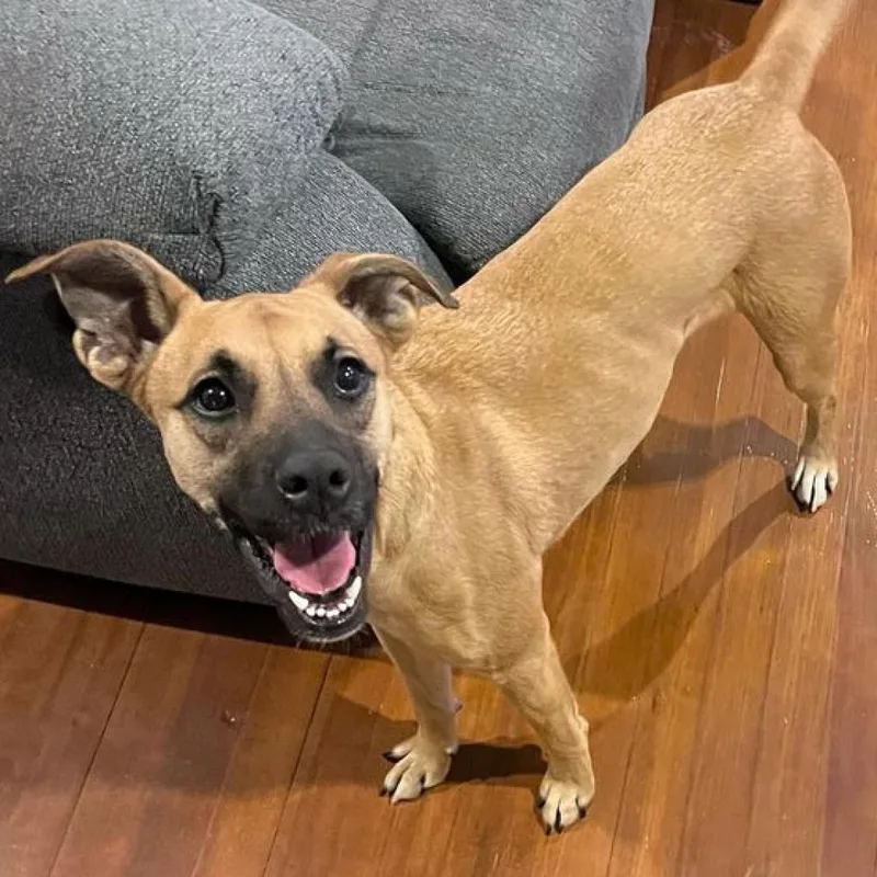 An adult medium-sized female Boxer dog named Chloe for adoption in Laredo, TX