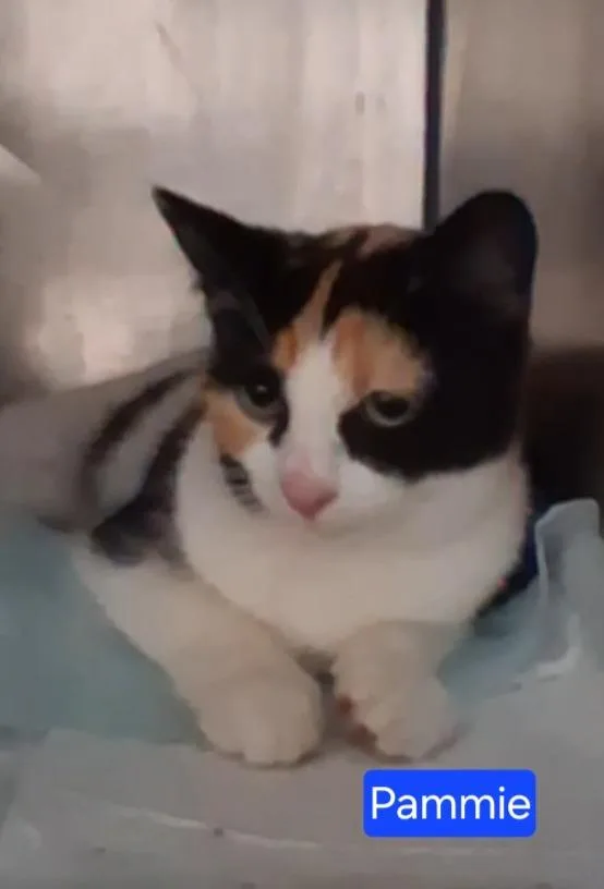 A young small-sized female Domestic Short Hair cat named Pammie for adoption in Olney, IL